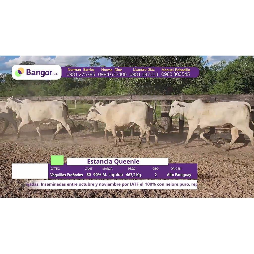LOTE 02 // VAQUILLAS PREÑADAS