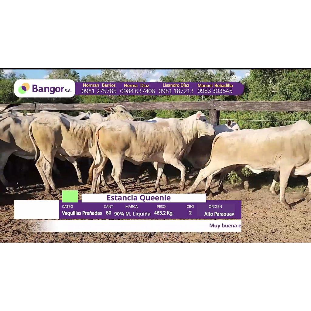 LOTE 03 // VAQUILLAS PREÑADAS