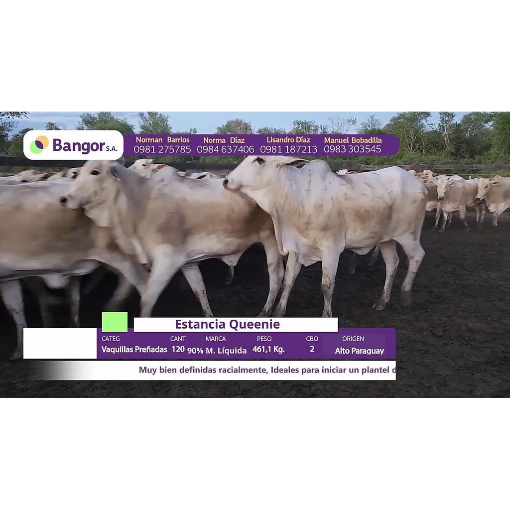 LOTE 05 // VAQUILLAS PREÑADAS