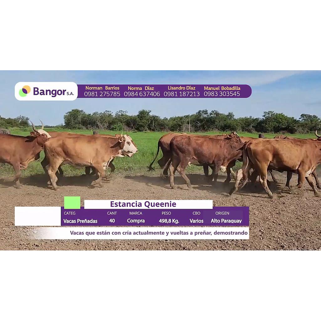 LOTE 27 // VACAS PREÑADAS