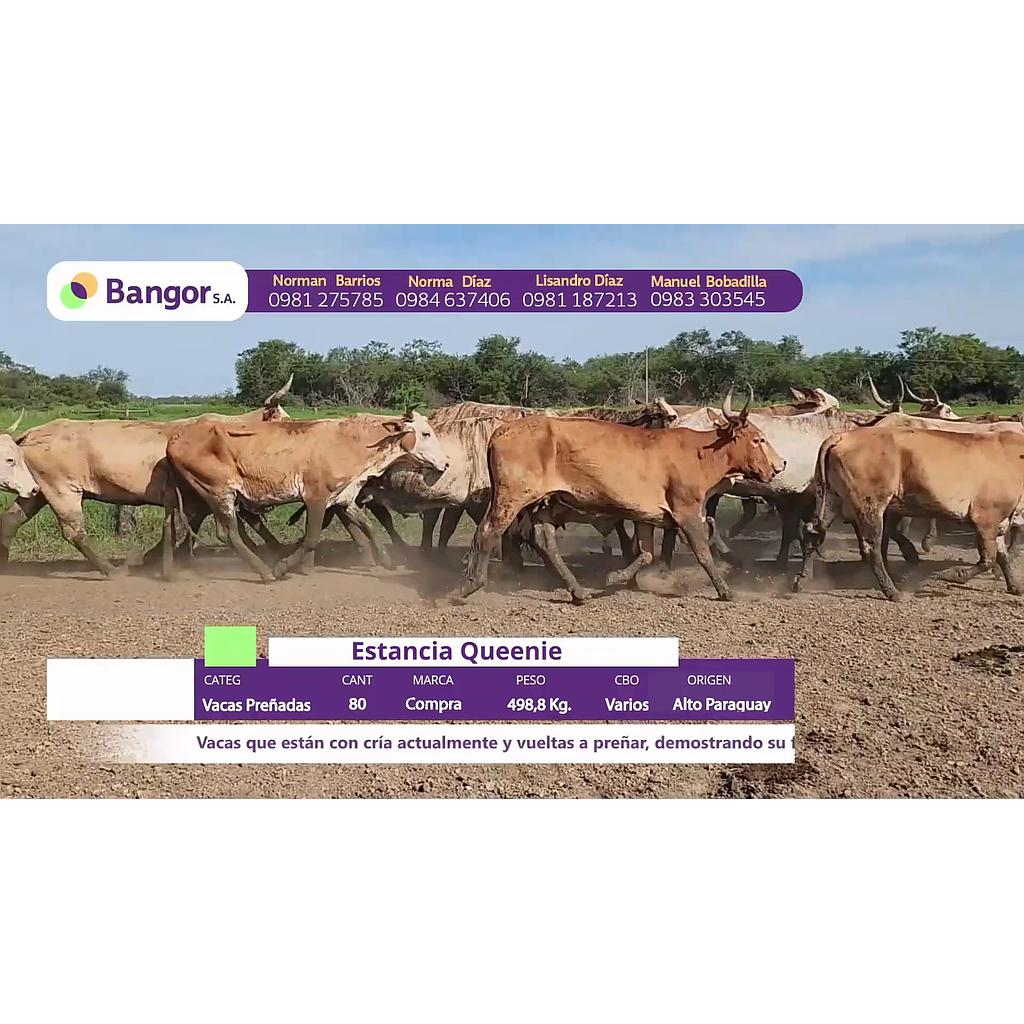 LOTE 31 // VACAS PREÑADAS