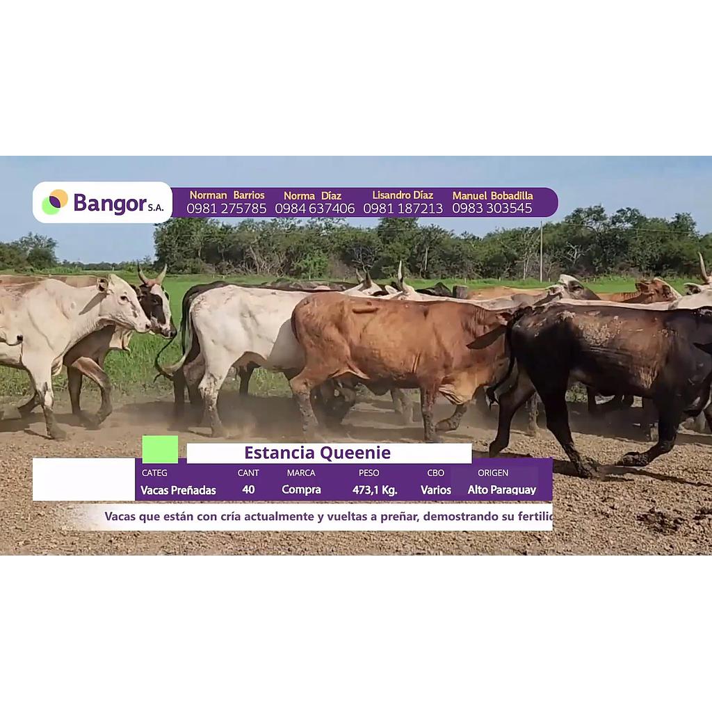 LOTE 29 // VACAS PREÑADAS
