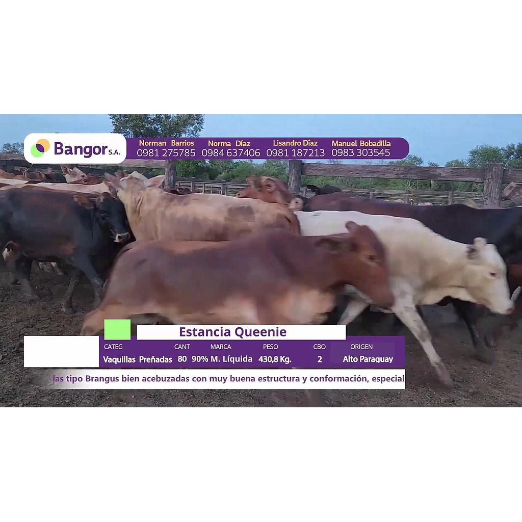 LOTE 13 // VAQUILLAS PREÑADAS