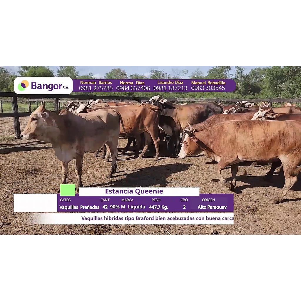 LOTE 11 // VAQUILLAS PREÑADAS