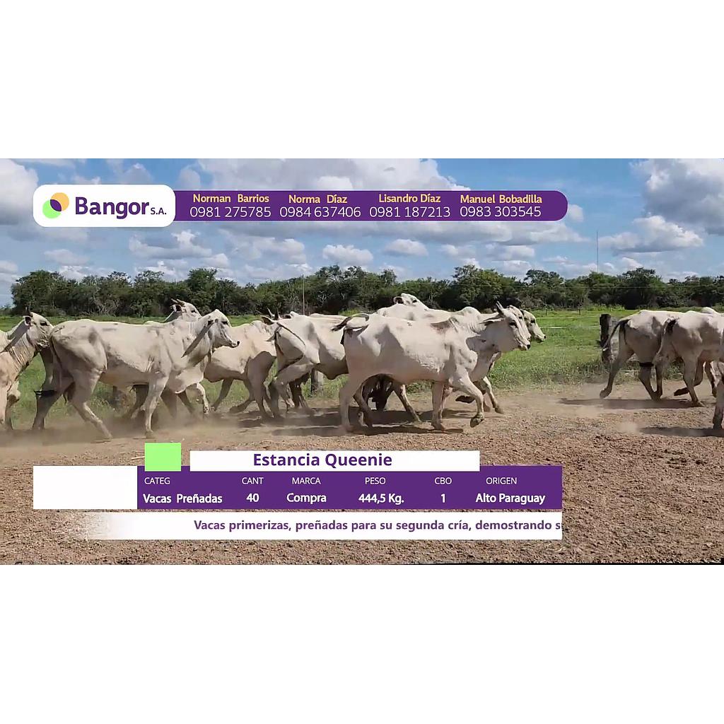 LOTE 20 // VACAS PREÑADAS