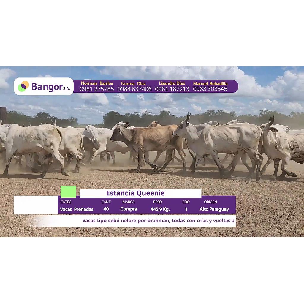 LOTE 17 // VACAS PREÑADAS