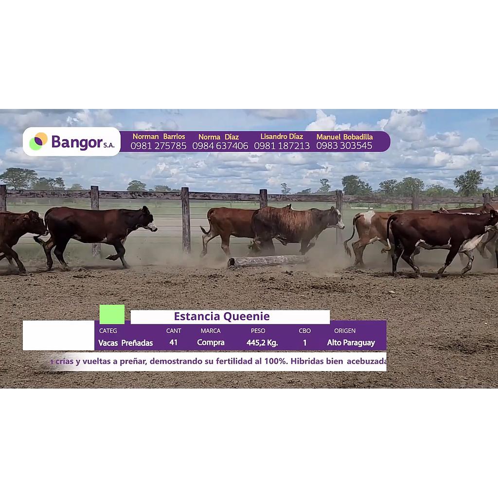 LOTE 18 // VACAS PREÑADAS