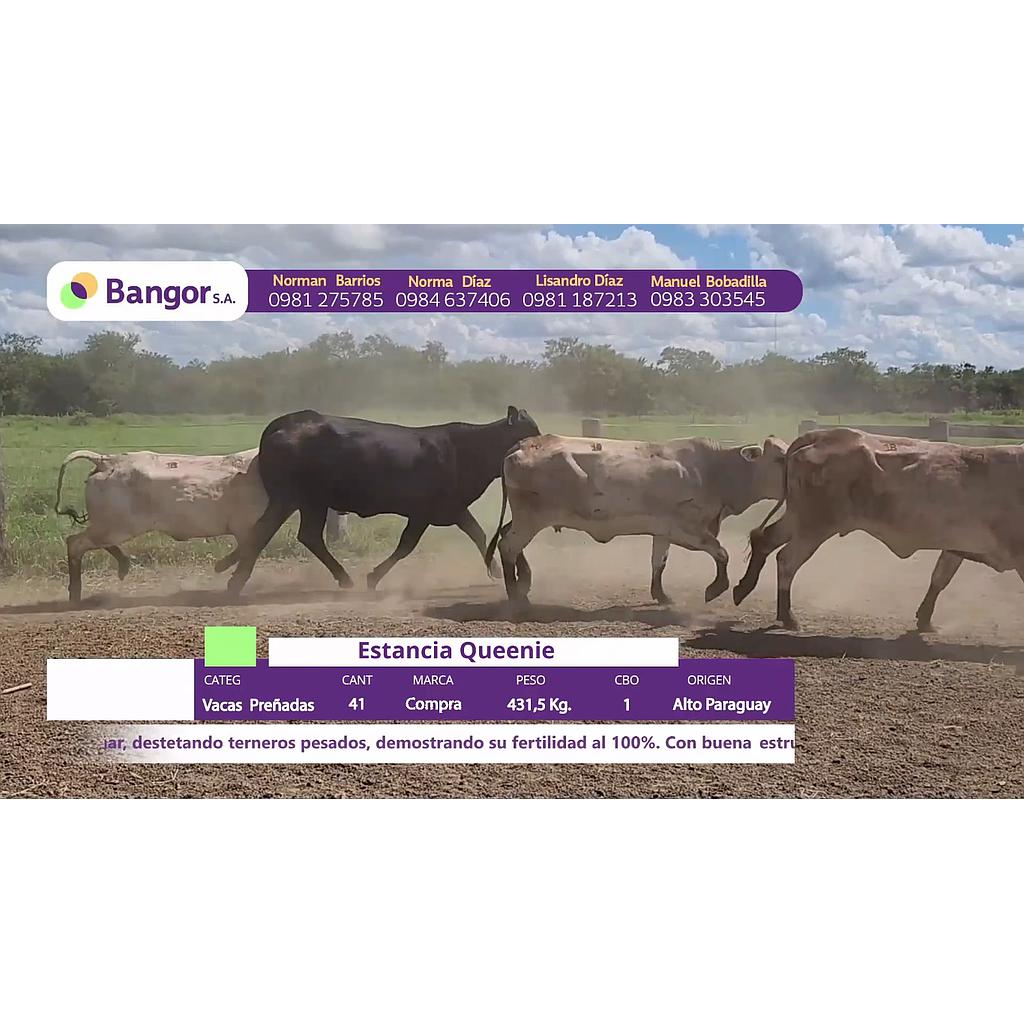 LOTE 24 // VACAS PREÑADAS