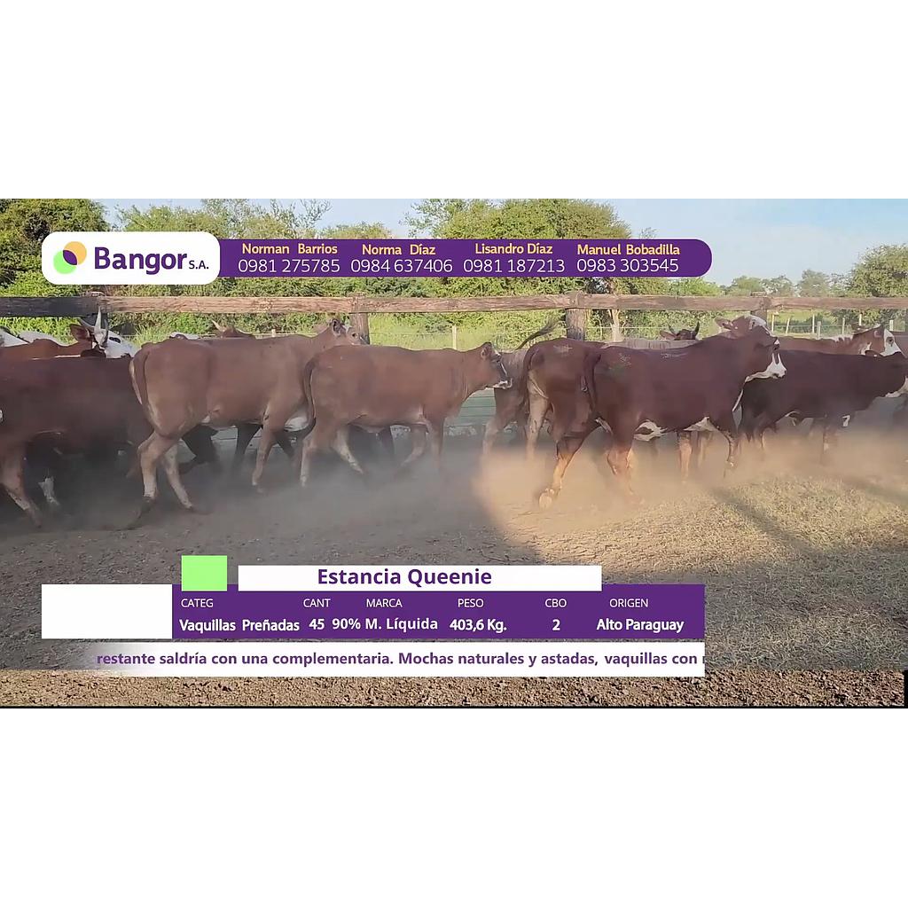 LOTE 08 // VAQUILLAS PREÑADAS