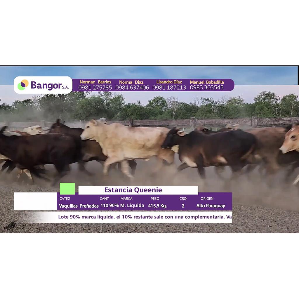 LOTE 16 // VAQUILLAS PREÑADAS