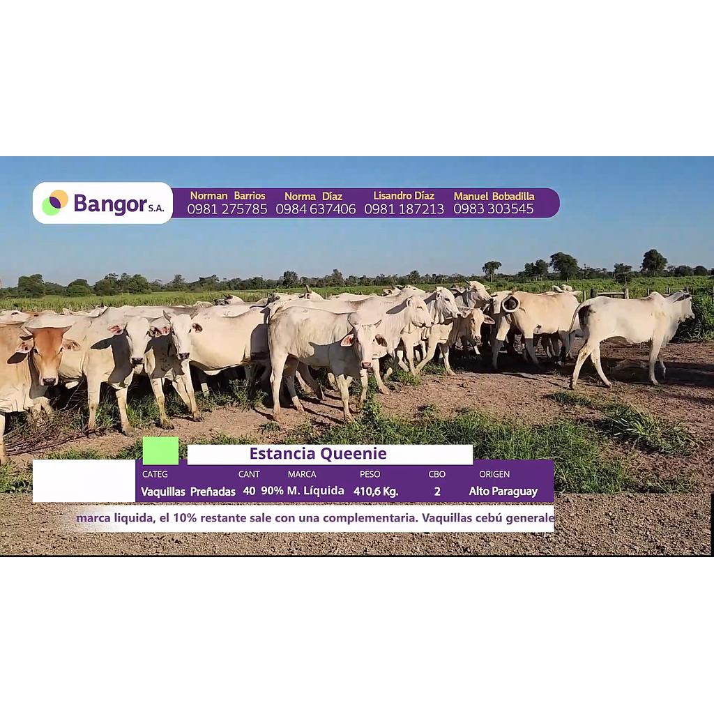 LOTE 01 // VAQUILLAS PREÑADAS