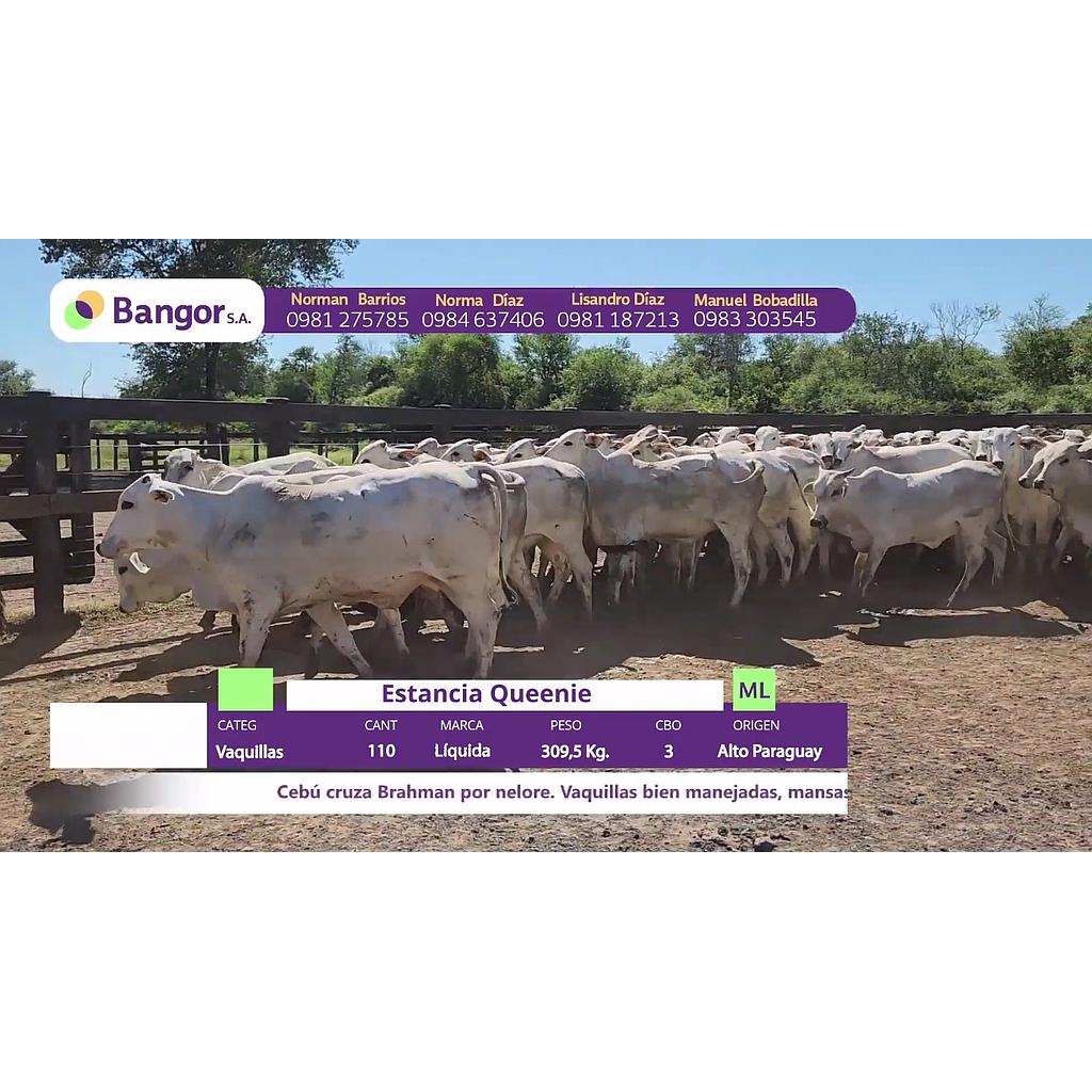 LOTE 36 // VAQUILLAS PARA SERVICIO