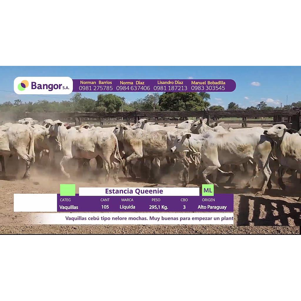 LOTE 32 // VAQUILLAS PARA SERVICIO