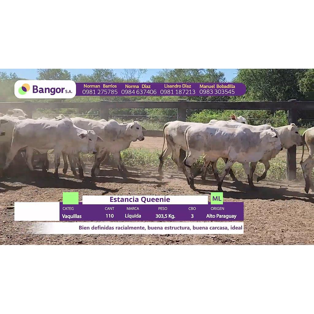 LOTE 35 // VAQUILLAS PARA SERVICIO