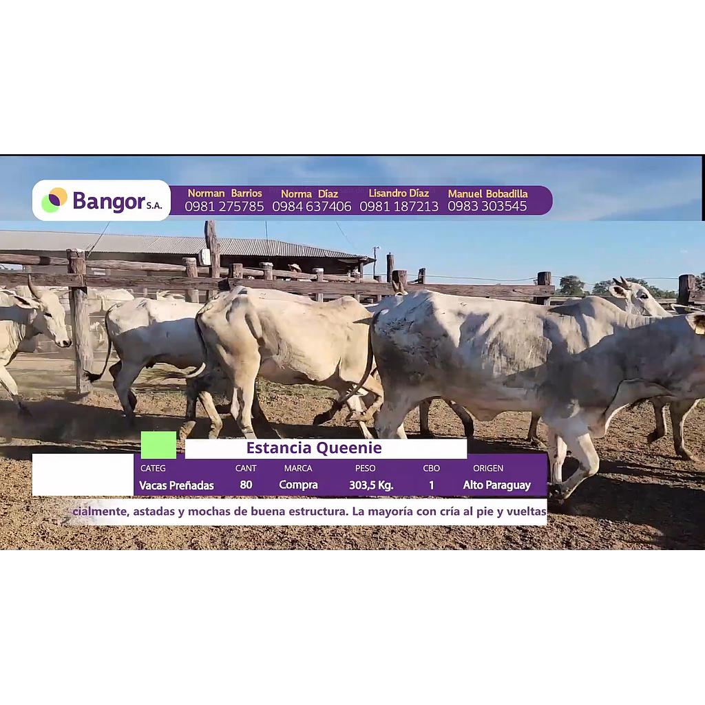 LOTE 25 // VACAS PREÑADAS