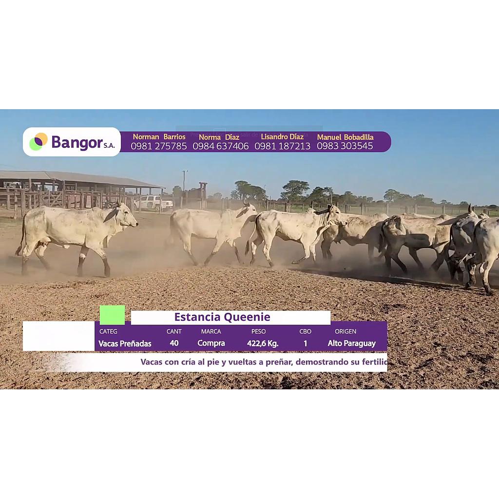 LOTE 19 // VACAS PREÑADAS