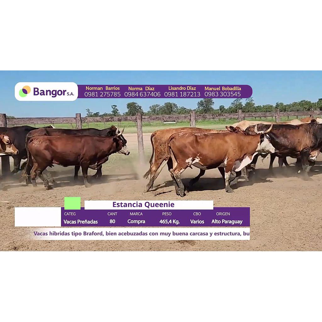 LOTE 30 // VACAS PREÑADAS
