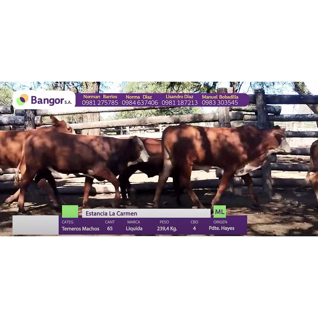 LOTE 18 // TERNEROS MACHOS