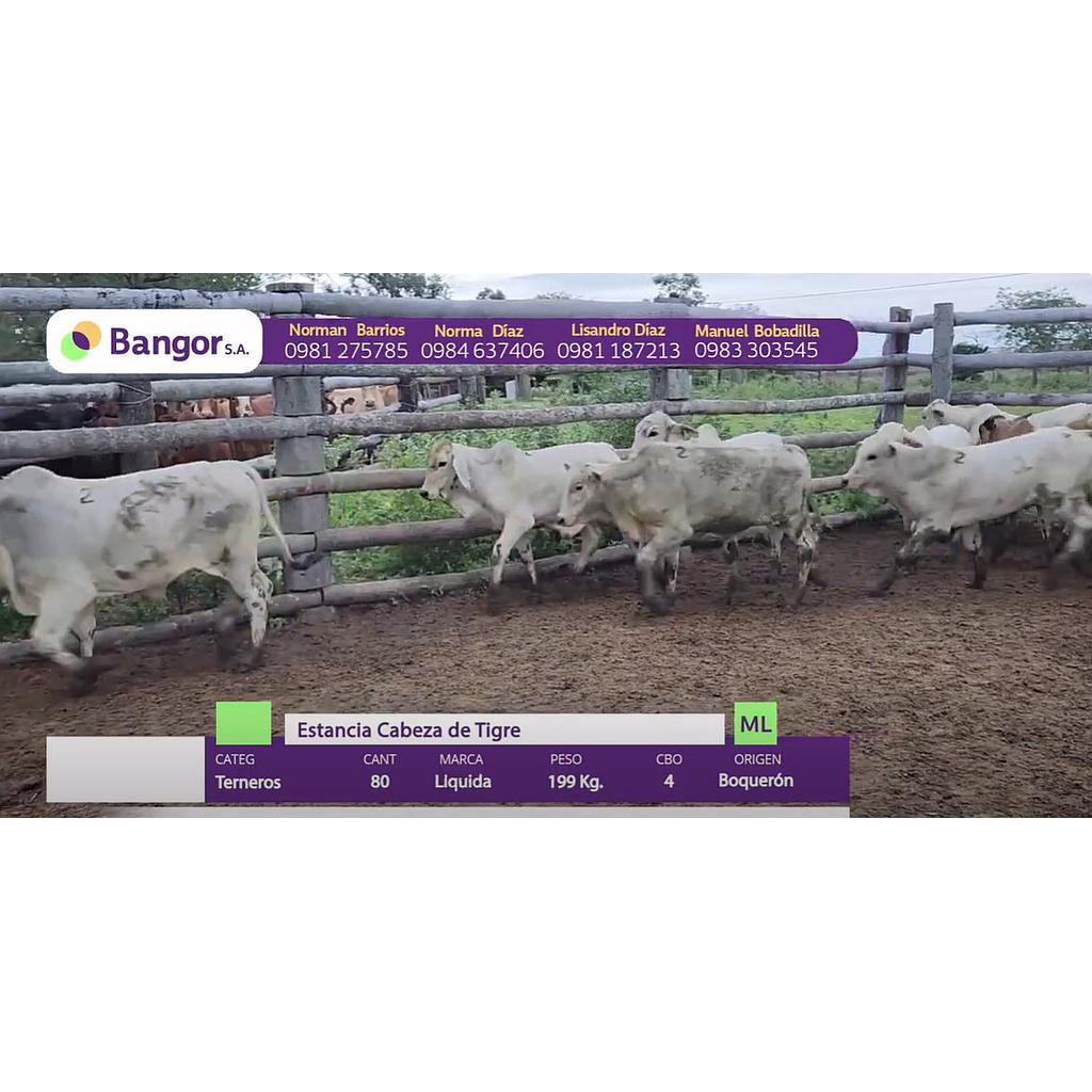 LOTE 05 // TERNEROS