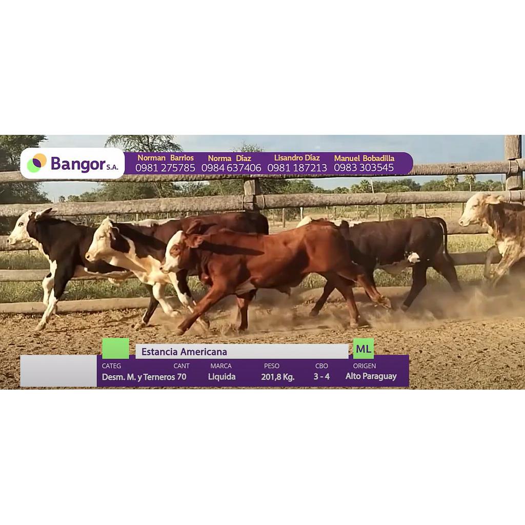 LOTE 16 // TERNEROS - DESMAMANTES MACHOS