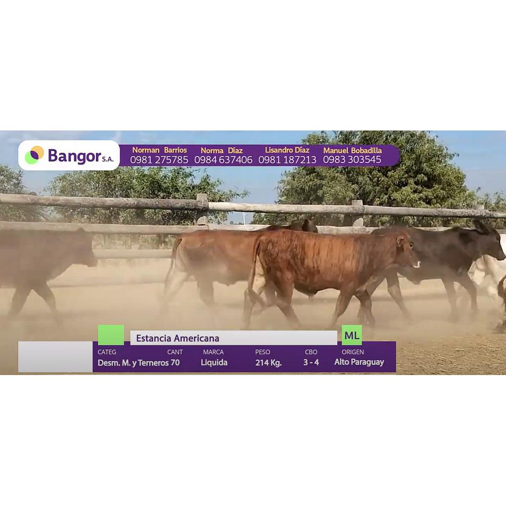 LOTE 17 // TERNEROS - DESMAMANTES MACHOS
