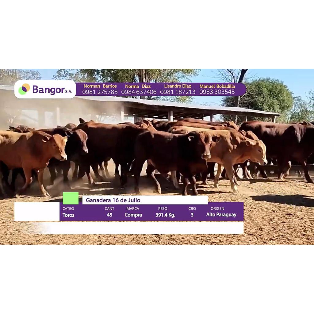 LOTE 30 // TOROS