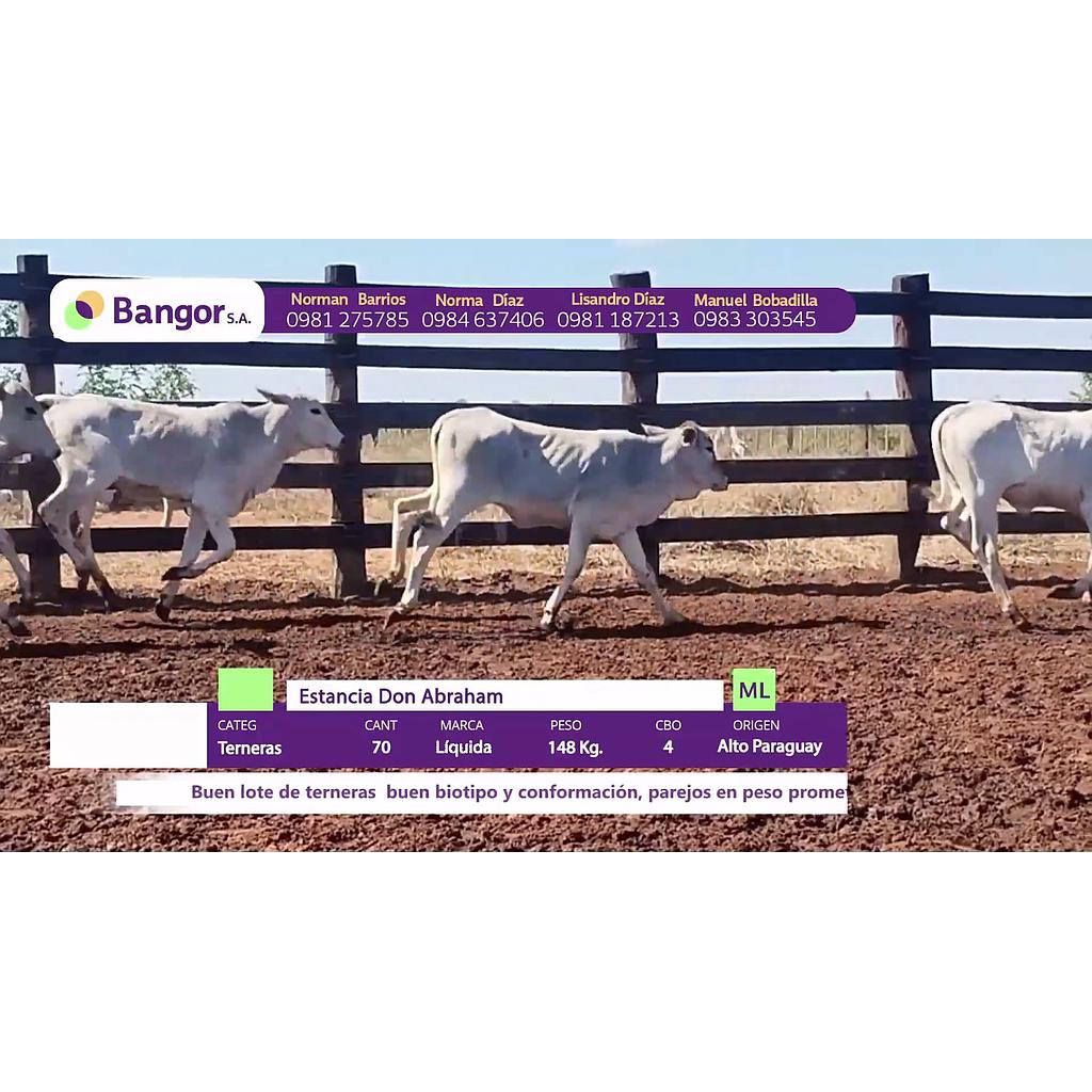 LOTE 34 // TERNERAS