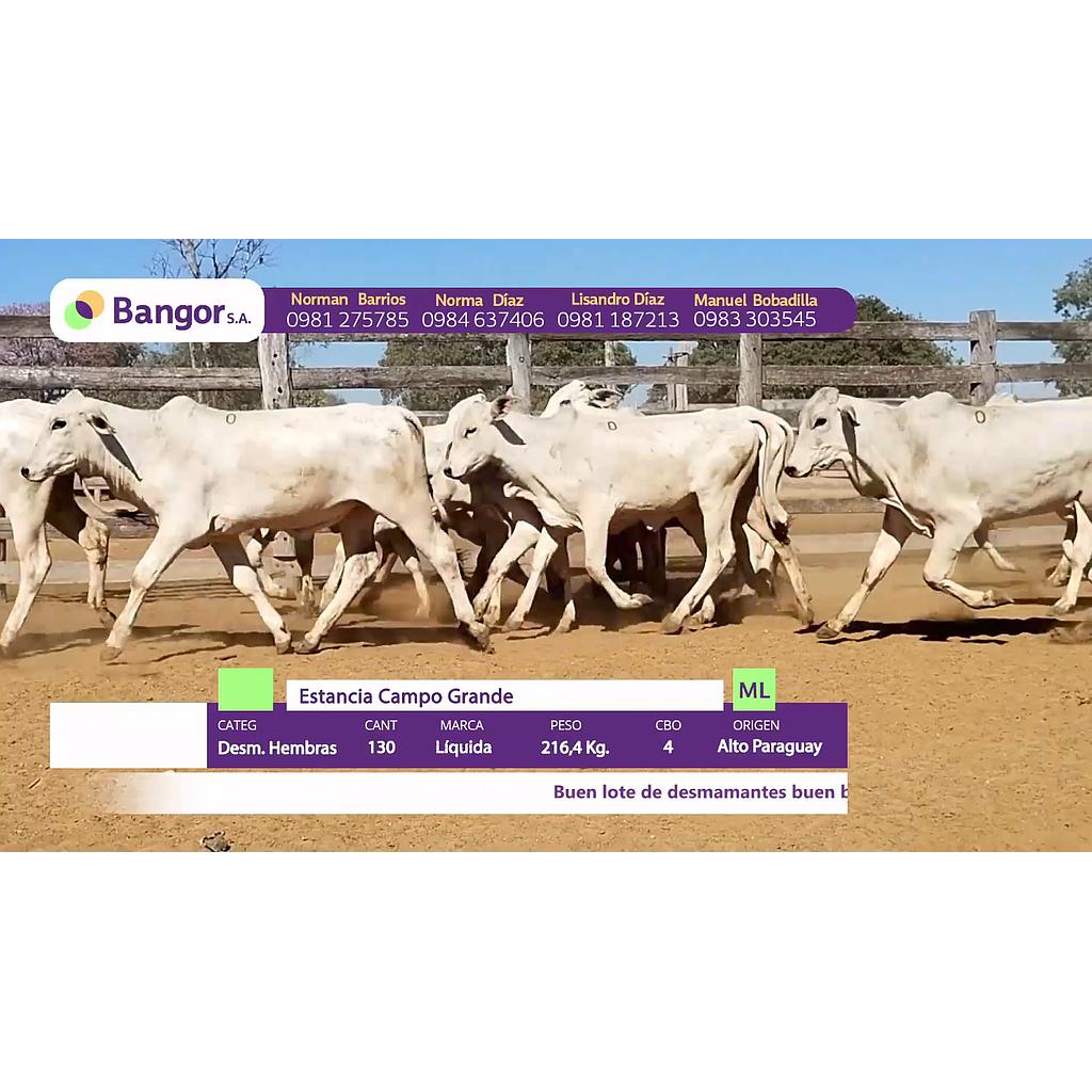 LOTE 39 // DESMAMANTES HEMBRAS