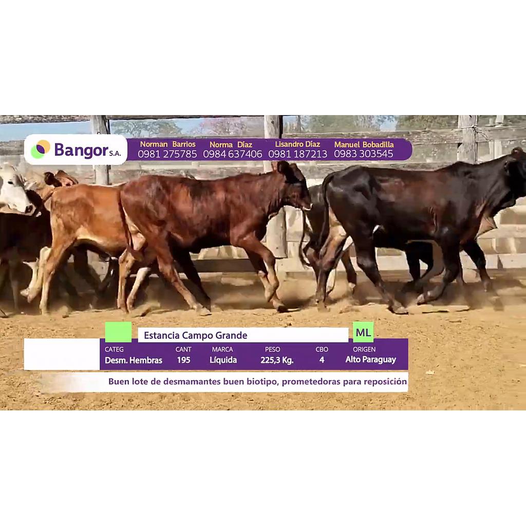 LOTE 40 // DESMAMANTES HEMBRAS