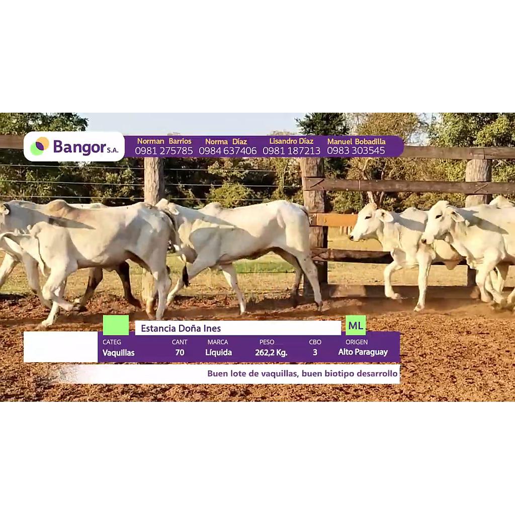 LOTE 41 // VAQUILLAS