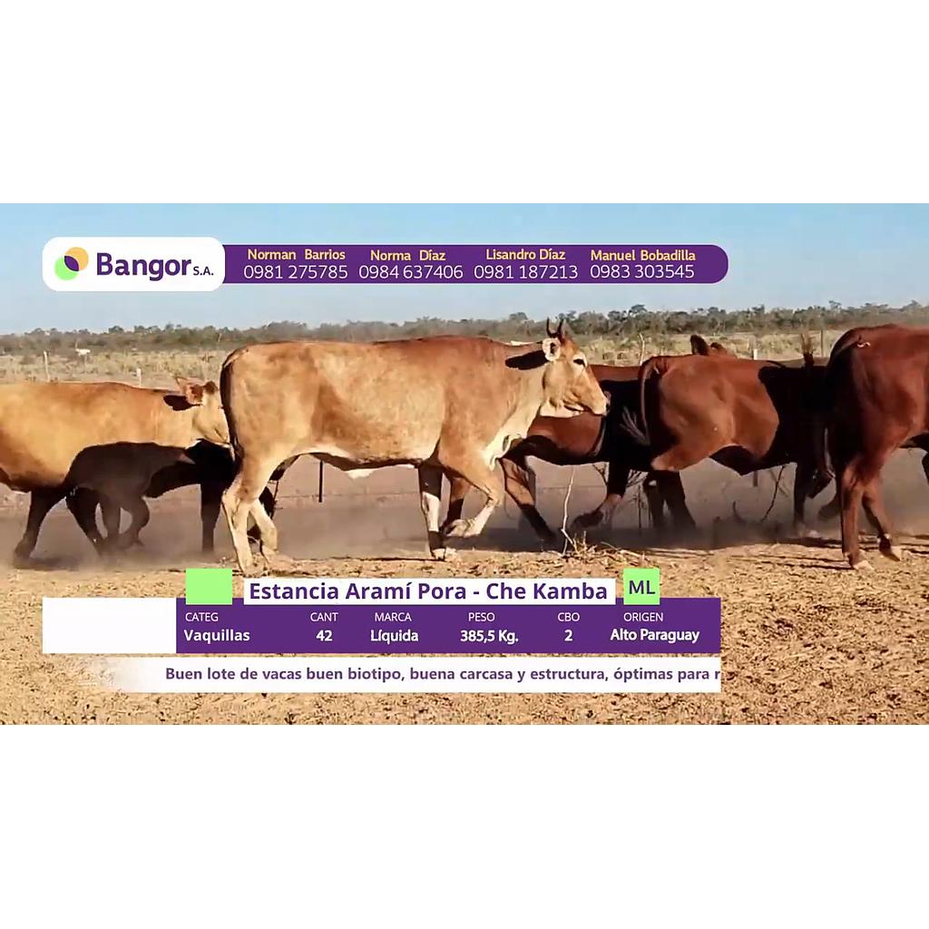 LOTE 44 // VAQUILLAS