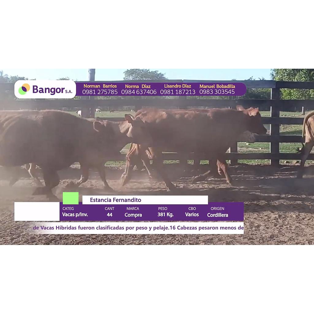 LOTE 46 // VACAS