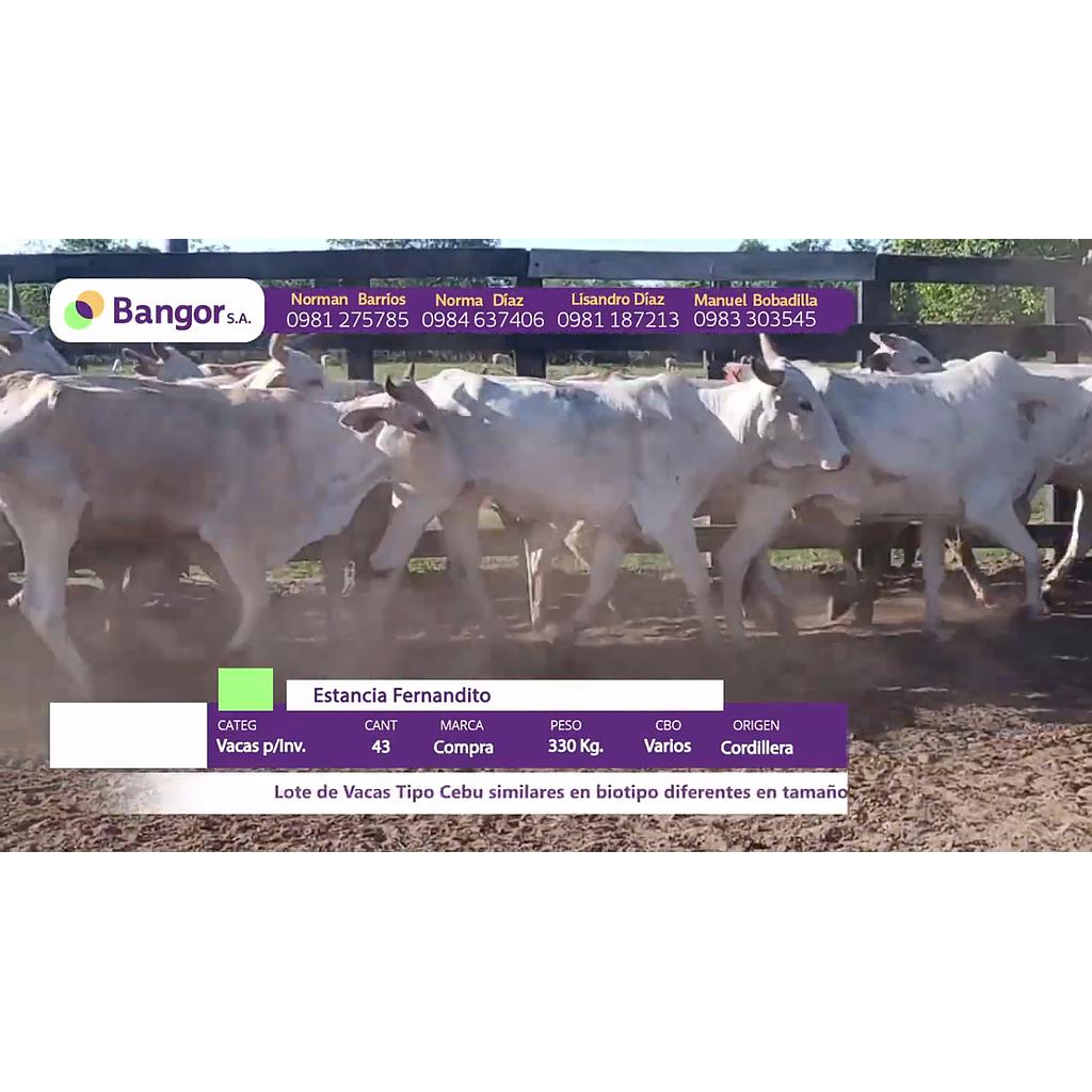 LOTE 47 // VACAS