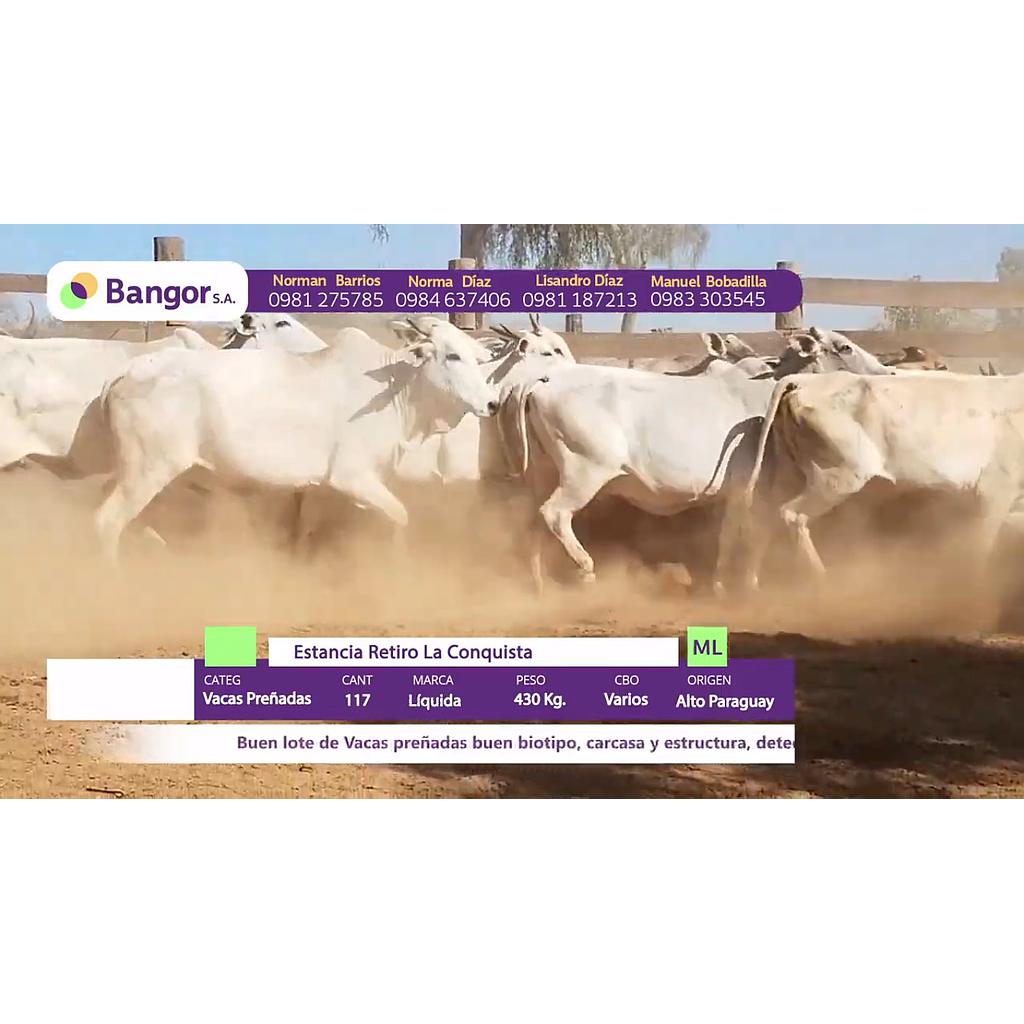 LOTE 48 // VACAS PREÑADAS