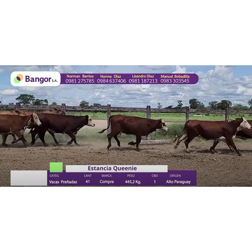 LOTE 63 // VACAS PREÑADAS