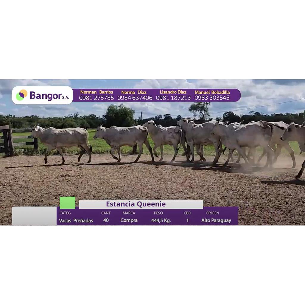 LOTE 65 // VACAS PREÑADAS