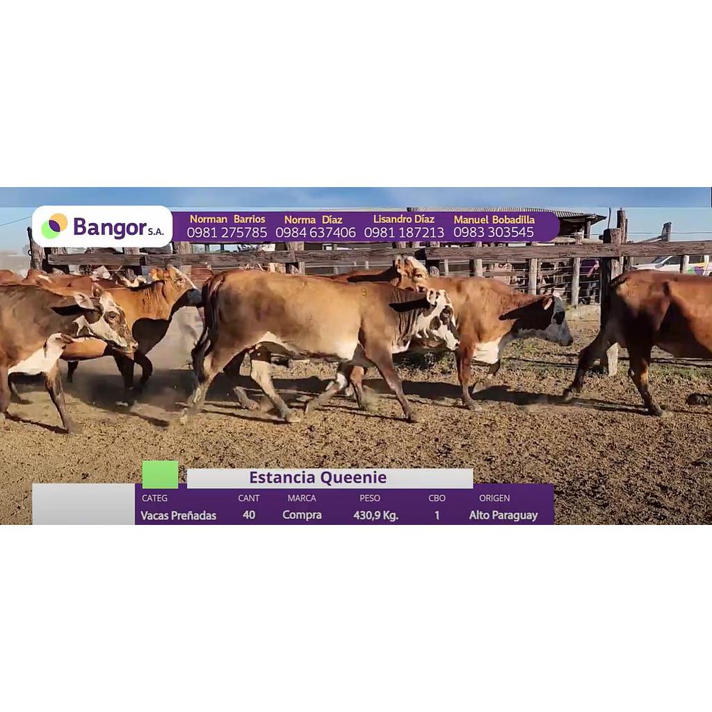 LOTE 66 // VACAS PREÑADAS