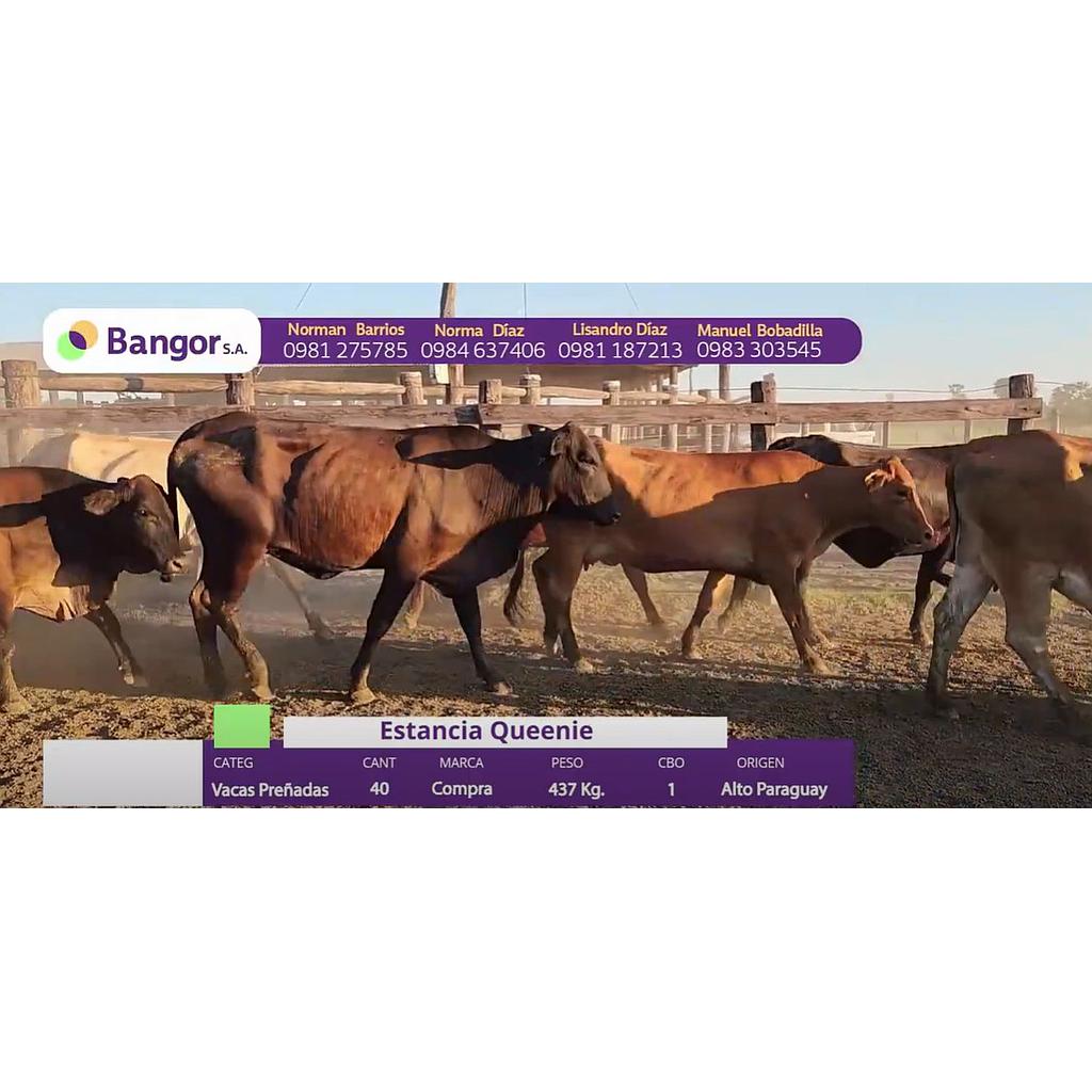 LOTE 67 // VACAS PREÑADAS