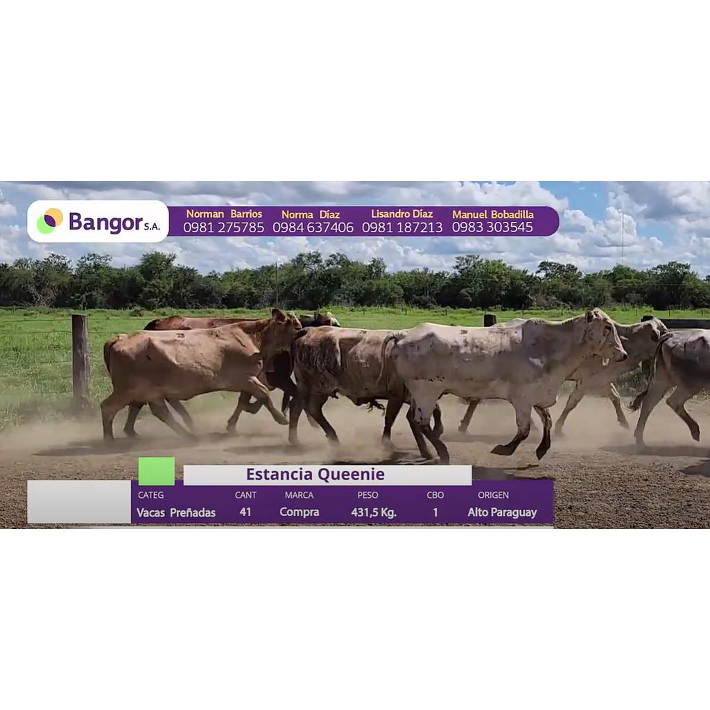 LOTE 68 // VACAS PREÑADAS