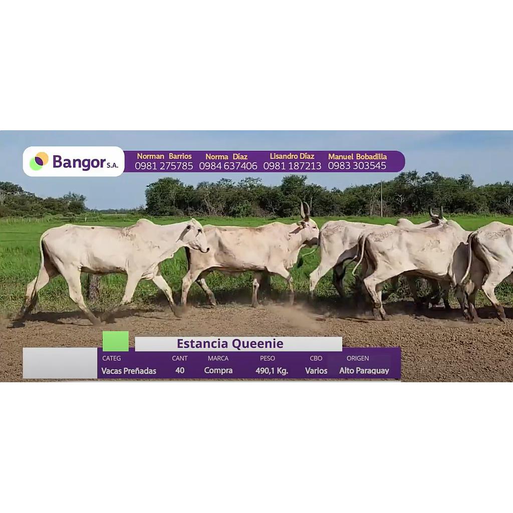 LOTE 70 // VACAS PREÑADAS