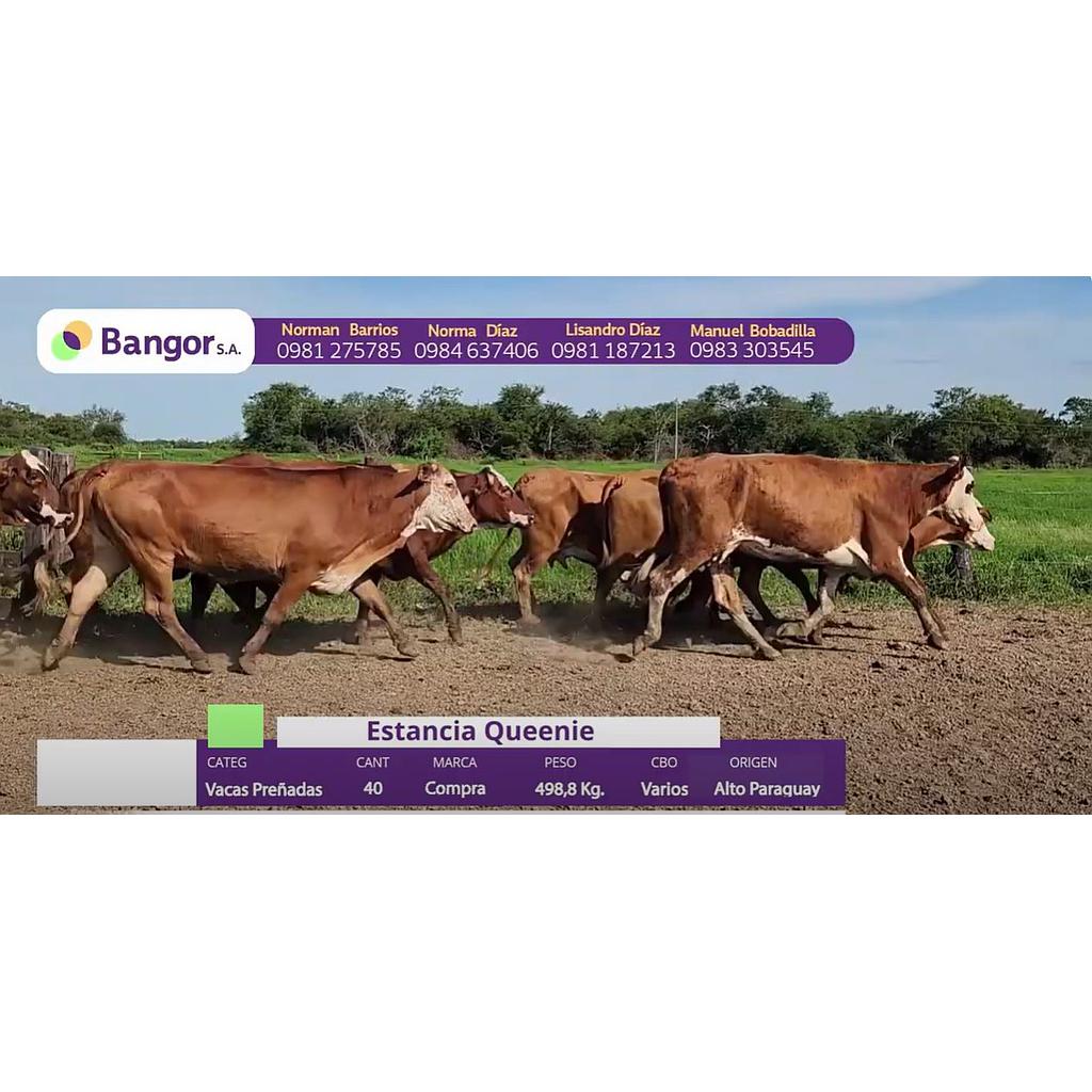 LOTE 71 // VACAS PREÑADAS