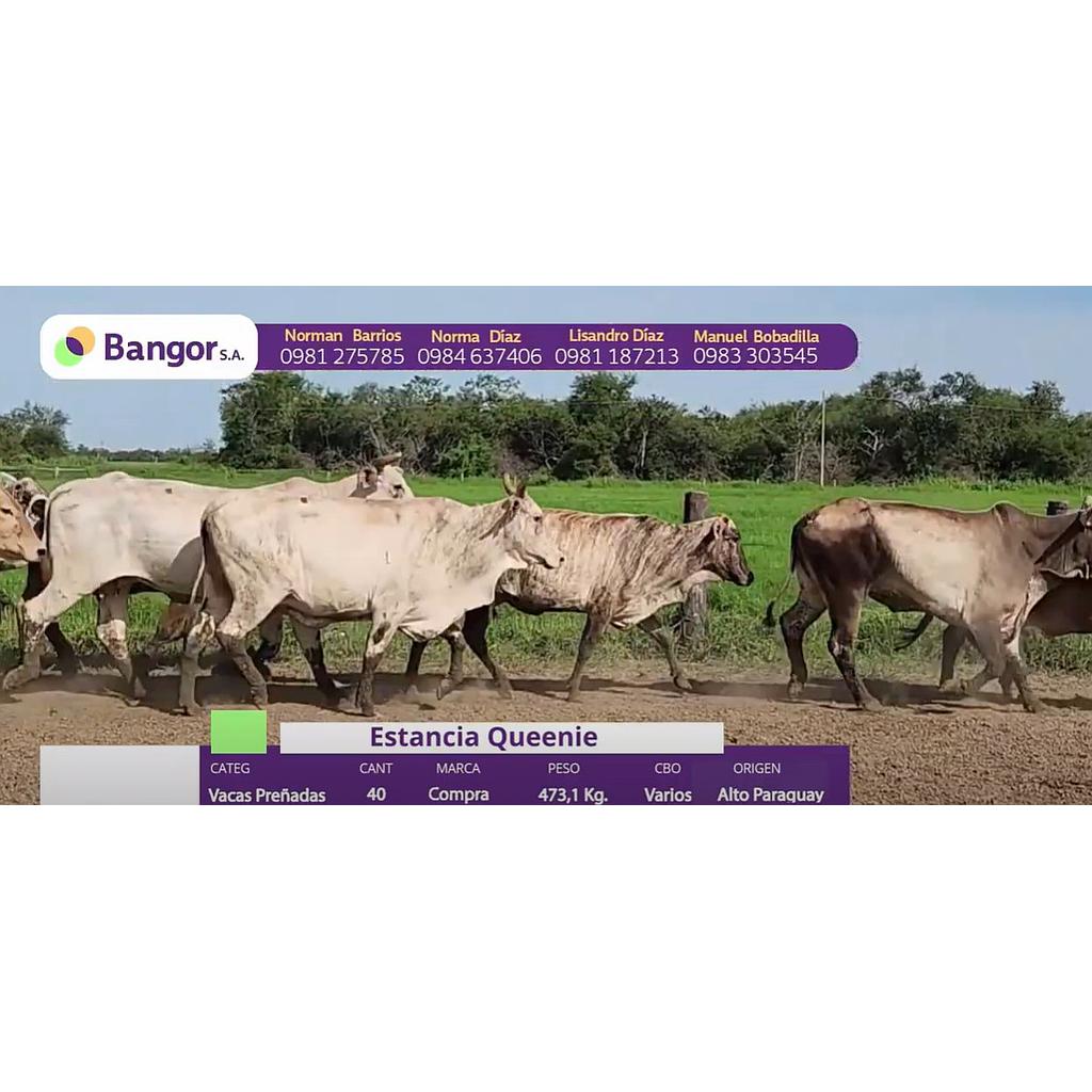 LOTE 73 // VACAS PREÑADAS