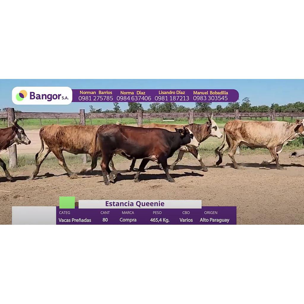 LOTE 74 // VACAS PREÑADAS