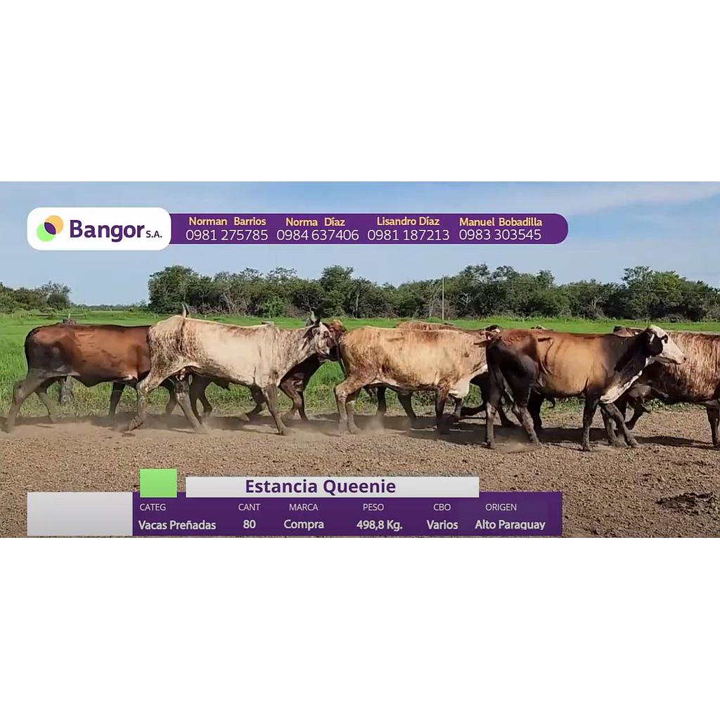 LOTE 75 // VACAS PREÑADAS