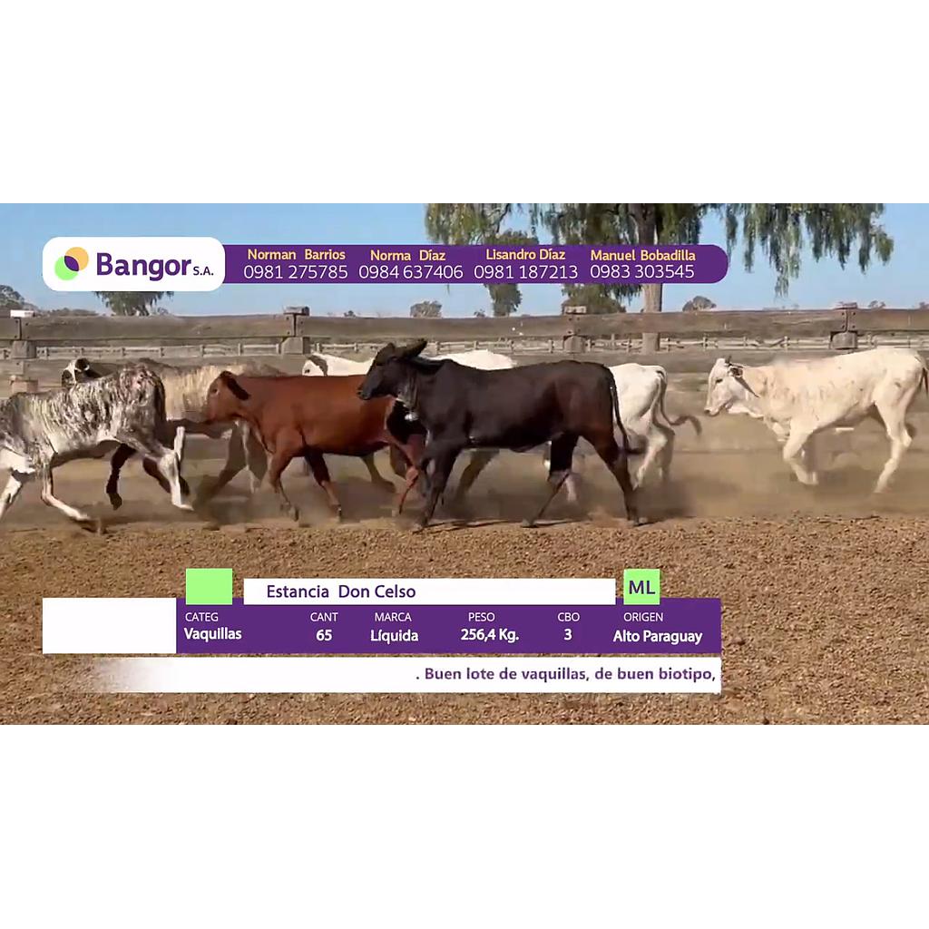 LOTE 50 // VAQUILLAS