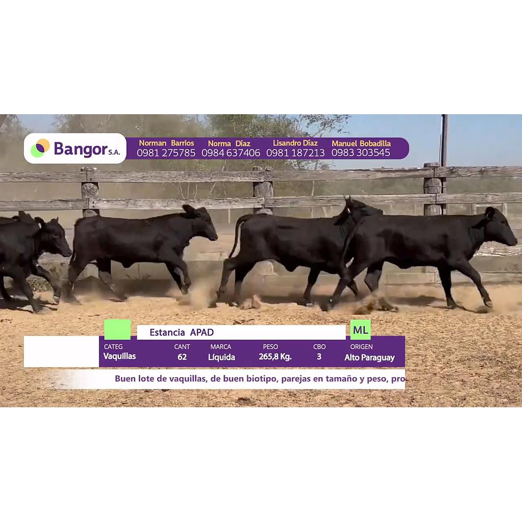LOTE 51 // VAQUILLAS