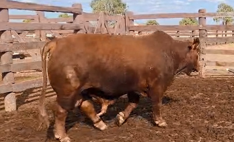 LOTE 03 // TORO BRANGUS