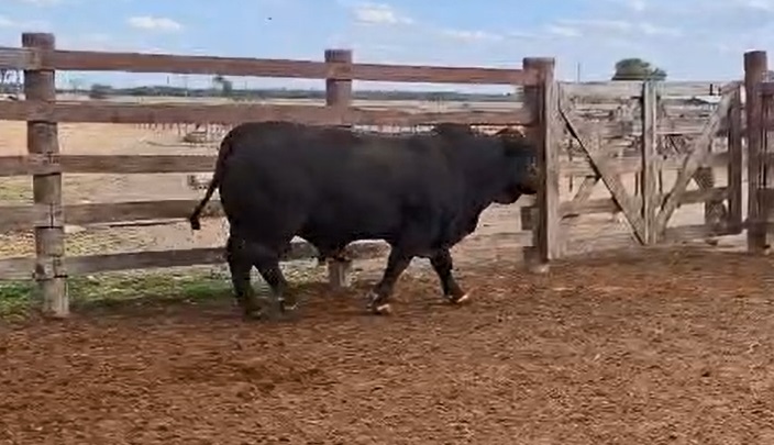 LOTE 04 // TORO BRANGUS