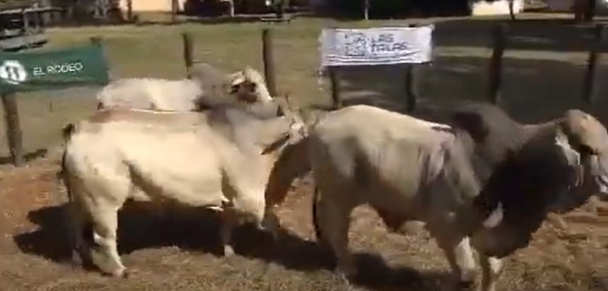 LOTE 11 / TORO BRAHMAN