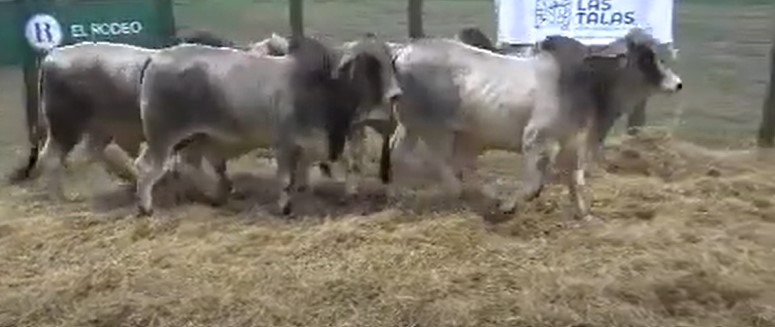 LOTE 14 // TORO BRAHMAN
